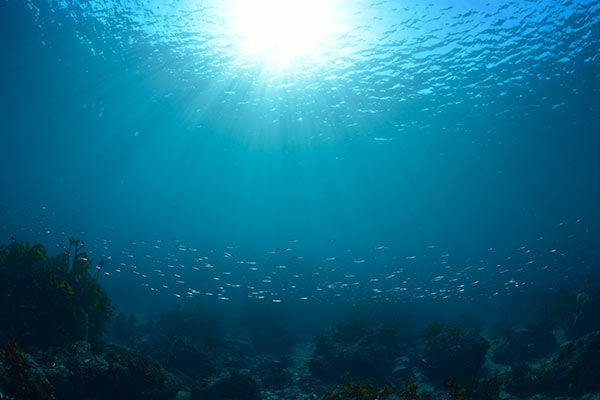 なぜオゾンが海の魚のウイルス対策になるのか