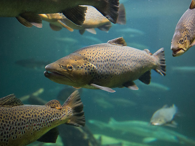 論文「オゾンで魚を育てる」を超平易に解説